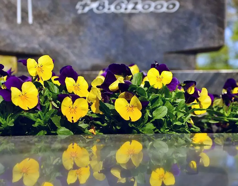 Blumen auf einem Grabstein 