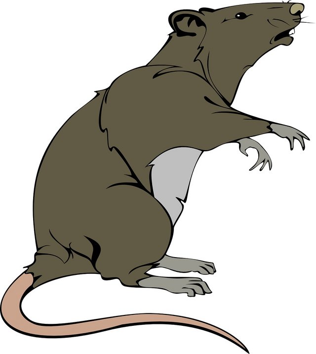 Darstellung einer Ratte